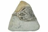 Fossil Crinoid (Cyathocrinites) - Crawfordsville, Indiana #291776-1